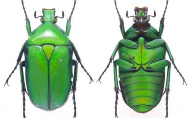 Rhomborrhina formosana Moser, 1909 臺灣綠騷金龜