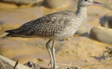 Numenius phaeopus variegatus (Scopoli, 1786) 中杓鷸