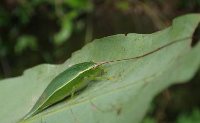 Truljalia formosa He, 2012 蓬萊片蟋