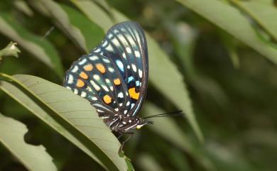 Sephisa chandra androdamas Fruhstorfer, 1908 燦蛺蝶