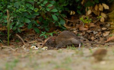 Rattus norvegicus (Berkenhout, 1769) 溝鼠