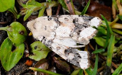 Orthosia limbata limbata Butler, 1879 白緣夢尼夜蛾