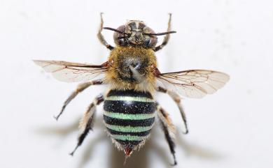 Amegilla calceifera (Cockerell, 1911) 鞋斑無墊蜂