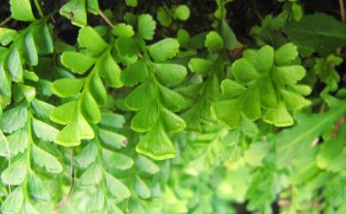 Osmolindsaea japonica (Baker) Lehtonen & Christenh. 日本香鱗始蕨