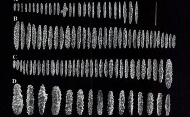 Klyxum flaccidum (Tixier-Durivault, 1966) 鬆弛葇荑軟珊瑚