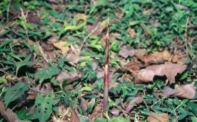 Pseudosasa japonica 日本矢竹