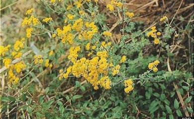 Dendranthema arisanense 阿里山油菊