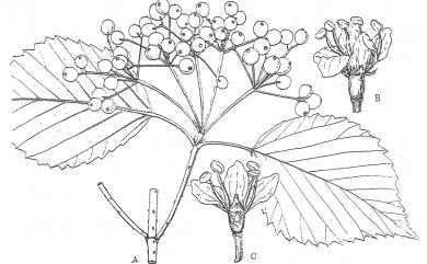 Viburnum formosanum Hayata 紅子莢蒾