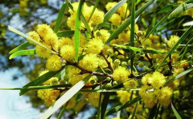 Acacia confusa Merr. 相思樹