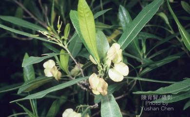 Dodonaea viscosa Jacq. 車桑子