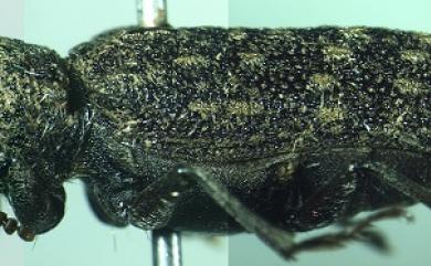 Lichenophanes carinipennis Lewis, 1896 斑長蠹蟲