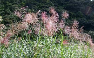 Miscanthus sinensis 芒