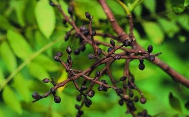 Pistacia chinensis Bunge 黃連木