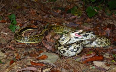 Orthriophis taeniurus friesi (Werner, 1927) 臺灣黑眉錦蛇