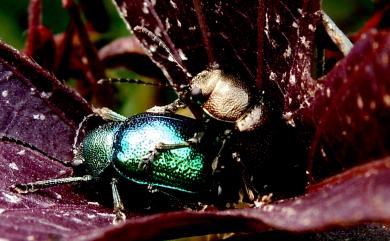 Colasposoma viridicoeruleum Motschulsky, 1860 甘藷猿金花蟲