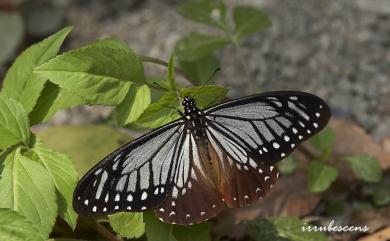 Papilio agestor matsumurae Fruhstorfer, 1908 斑鳳蝶