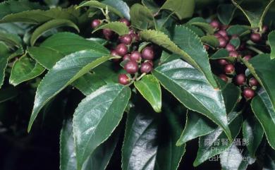 Rhamnus formosana Matsum. 桶鉤藤