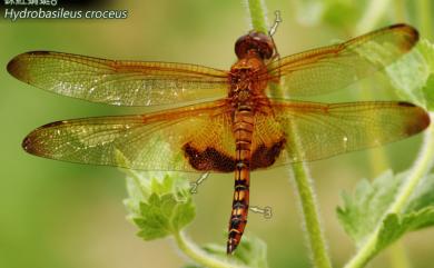 Hydrobasileus croceus (Brauer, 1867) 硃紅蜻蜓