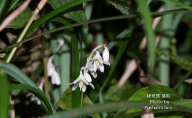 Ophiopogon reversus 高節沿階草