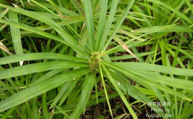 Cyperus involucratus Rottb. 輪傘莎草