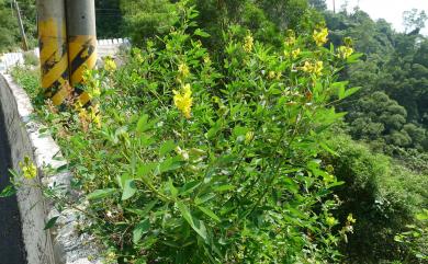 Crotalaria micans Link 黃豬屎豆