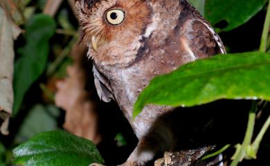 Otus spilocephalus hambroecki 黃嘴角鴞