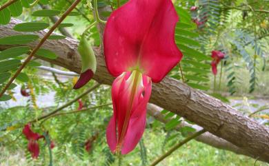 Sesbania grandiflora 大花田菁