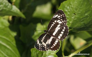 Neptis pryeri jucundita Fruhstorfer, 1908 黑星環蛺蝶