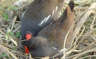 Gallinula chloropus (Linnaeus, 1758) 紅冠水雞