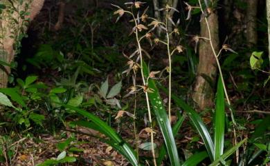 Cymbidium sinense (Jacks. ex Andrews) Willd. 報歲蘭