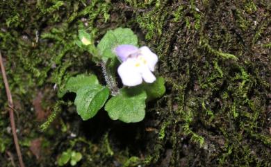 Mazus pumilus (Burm. f.) Steenis 通泉草