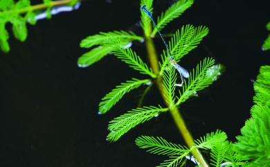 Pseudagrion microcephalum (Rambur, 1842) 瘦面細蟌
