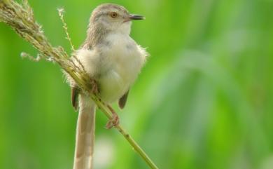 Prinia inornata flavirostris (Swinhoe, 1863) 褐頭鷦鶯(台灣亞種)