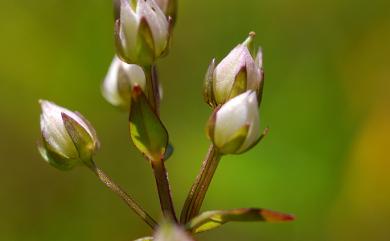 Swertia macrosperma (C.B. Clarke) C.B. Clarke 巒大當藥