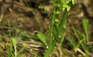 Botrychium lunaria 扇羽陰地蕨