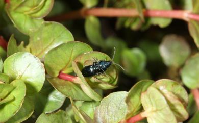 Altica aenea (Olivier, 1808) 深藍葉蚤