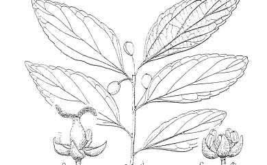 Celtis sinensis 朴樹