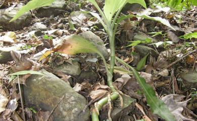 Goodyera fumata Thwaites 尾唇斑葉蘭