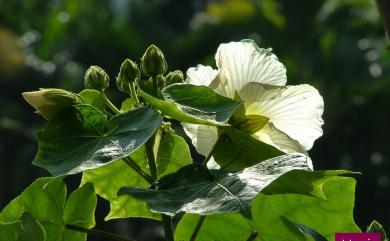Hibiscus taiwanensis S.Y.Hu 山芙蓉
