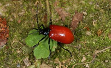 Meristoides grandipennis (Fairmarie, 1889) 紅巨翅螢金花蟲