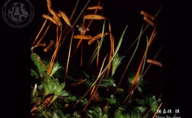 Rhodobryum giganteum (Schwaegr.) Paris, 1898 暖地大葉苔