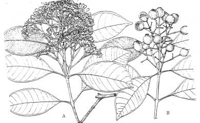 Syzygium formosanum 臺灣赤楠