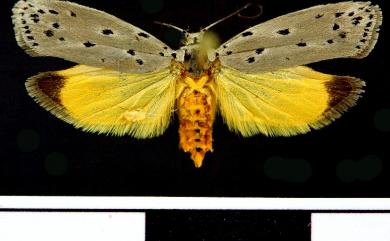 Ethmia nigroapicella (Saalmueller, 1880) 端黑篩蛾