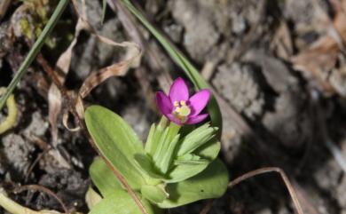 Centaurium japonicum 百金