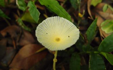 Leucocoprinus fragilissimus 易碎白鬼傘