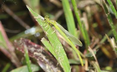 Ceriagrion fallax fallax Ris, 1914 昧影細蟌