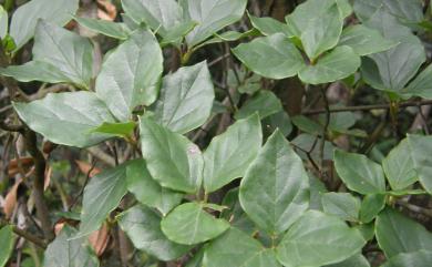 Rhododendron mariesii Hemsl. & E.H.Wilson 守城滿山紅