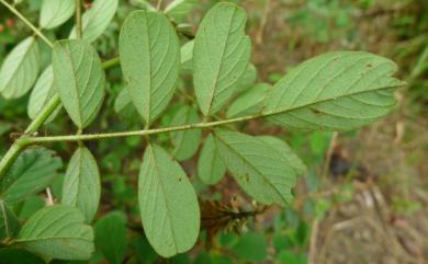 Indigofera hirsuta 毛木藍