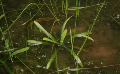 Sagittaria pygmaea 瓜皮草