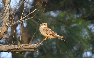 Falco tinnunculus interstinctus (McClelland, 1840) 紅隼(普通亞種)